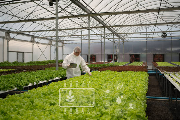 Commercial Applications of Hydroponics