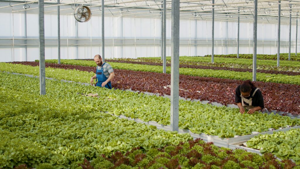 maintaining a vertical hydroponic system in arid environments