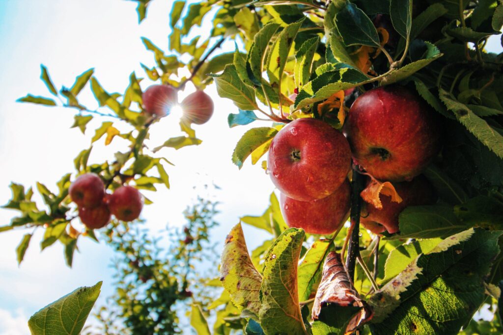 The Rich History of Heirloom Apples