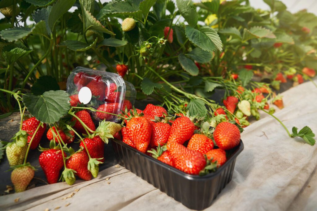 Hydroponic Strawberries healthy