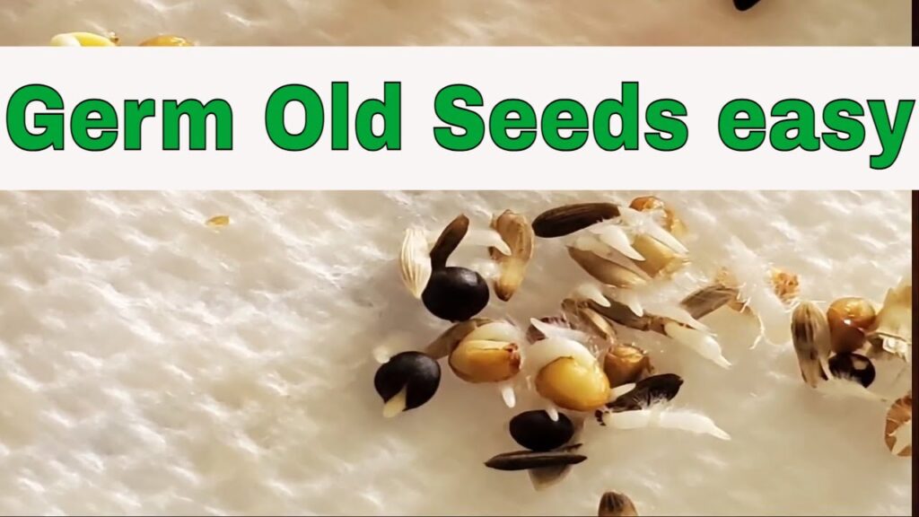 Reviving Old Seeds: