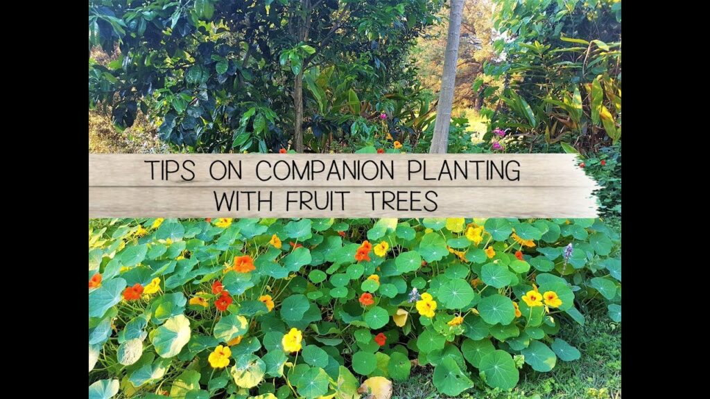Video Thumbnail: Tips on Companion Planting with Fruit Trees The Micro Gardener