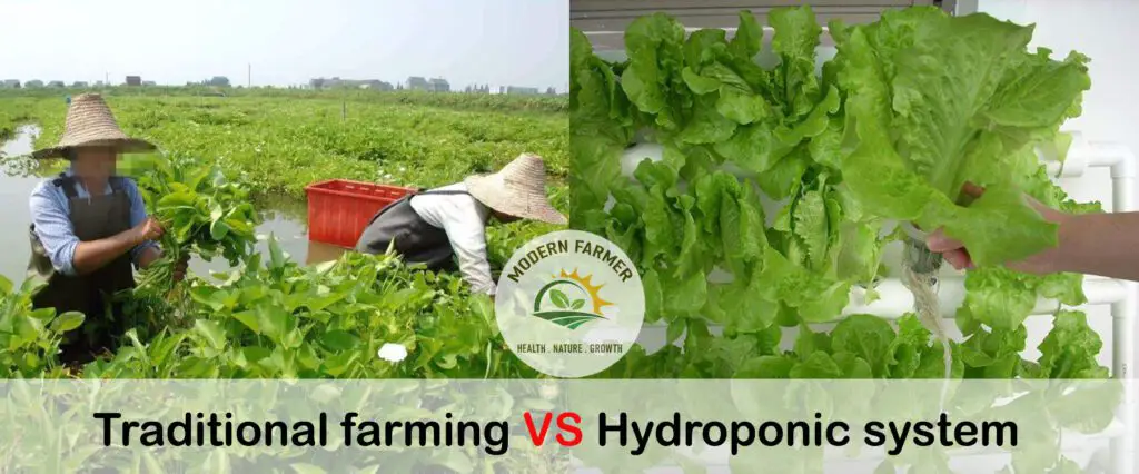 Hydroponic and Traditional Growing