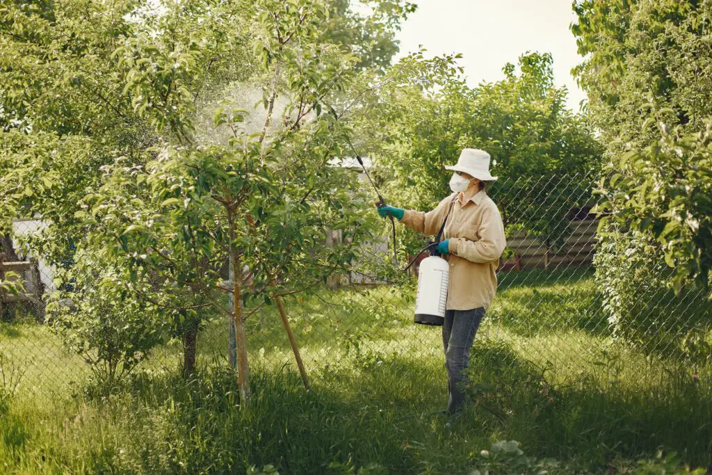 Woman in Hat and Mask Spraying a Tree in a Garden with Pesticides 