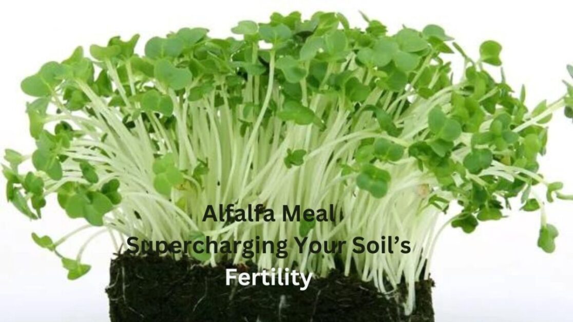 Alfalfa Meal Supercharging Your Soil’s Fertility