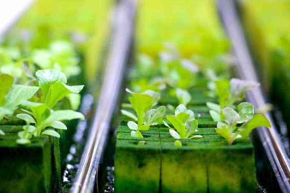 An introduction to hydroponic systems