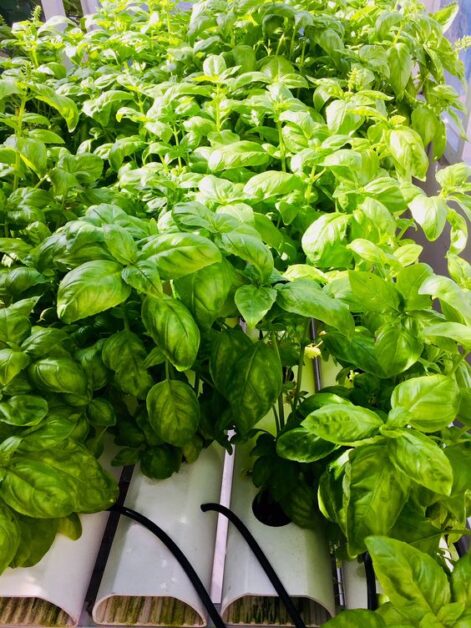 Basil Varieties for Hydroponic Cultivation