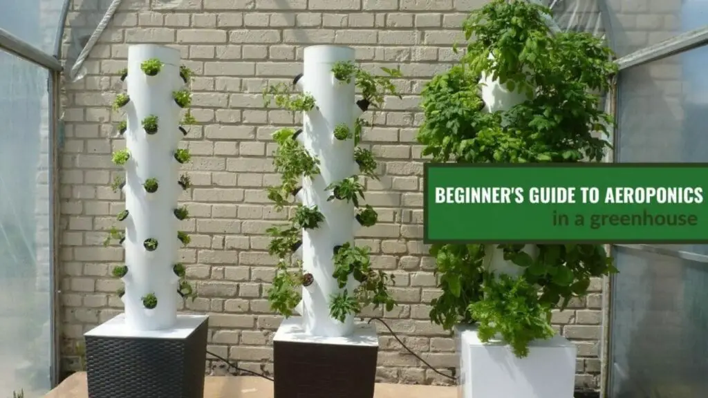 Beginners Guide for Aeroponics System