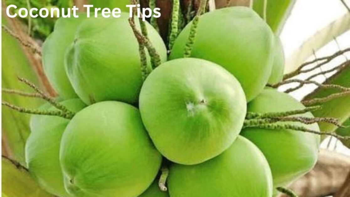 Coconut Tree Tips: The best Nurturing Your Coconut Palm