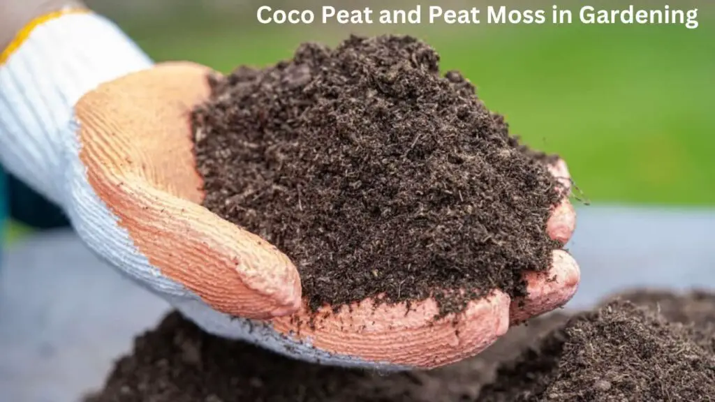 Comparing Coco Peat and Peat Moss in Gardening