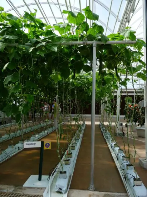 Creating the Ideal Environment for Pollination in Hydroponic Systems