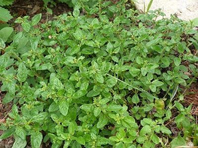 Creating the Perfect Environment for Oregano Growth
