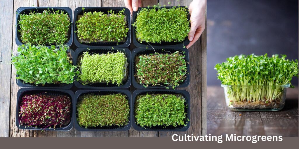 Cultivating Microgreens (2)