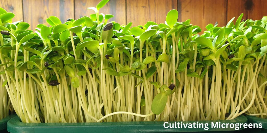 Cultivating Microgreens