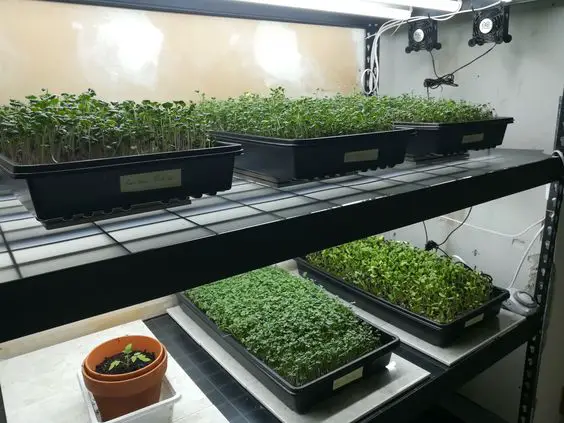 Experimenting on growth of microgreens