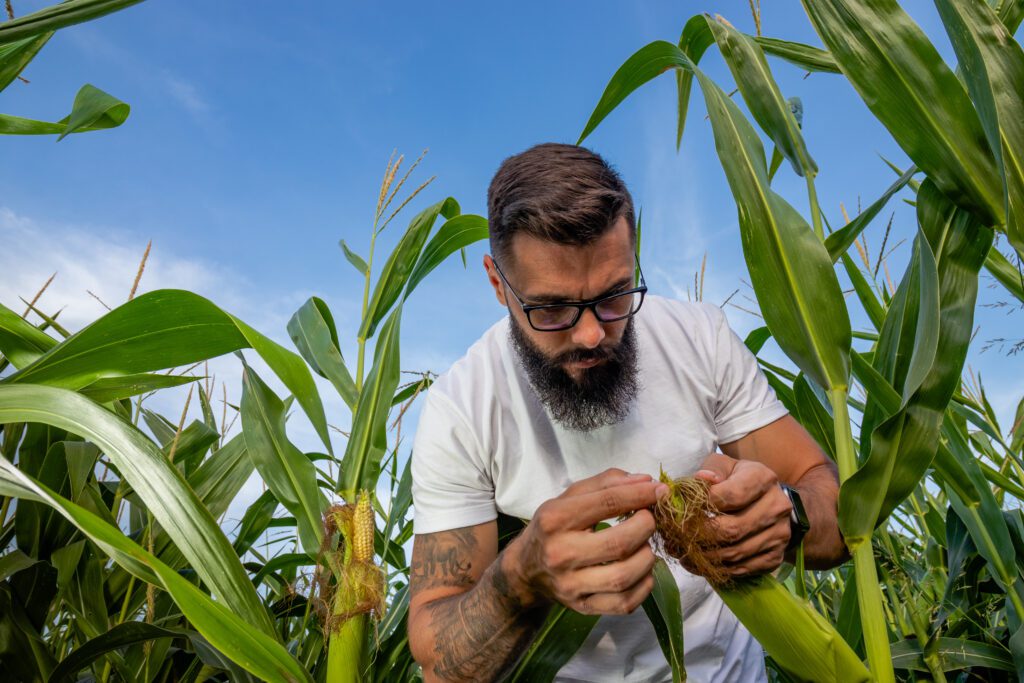 Fertilizing Corn for Optimal Growth