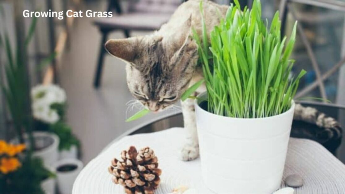 Growing Cat Grass