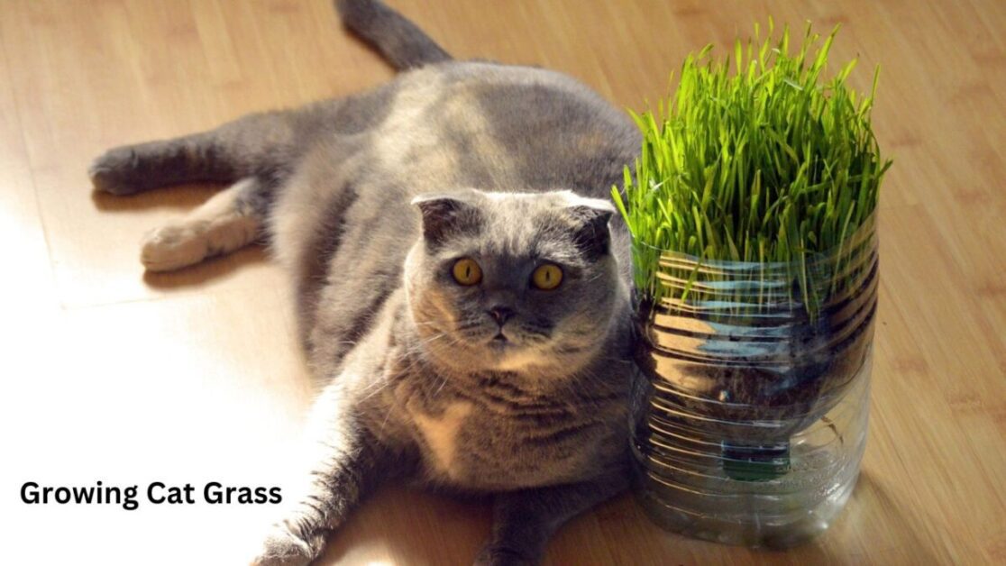 Growing Cat Grass