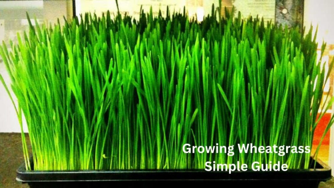 Growing Wheatgrass