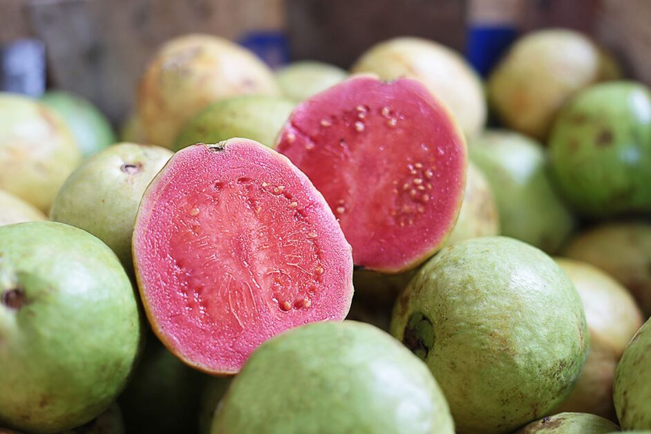 Guava Tree: Best Growing No.1 Nutritious Tropical Fruit