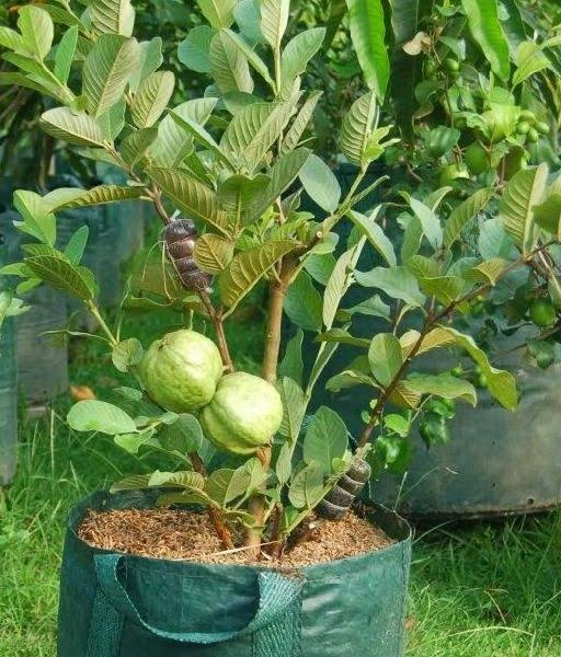 Guava Tree: Best Growing No.1 Nutritious Tropical Fruit