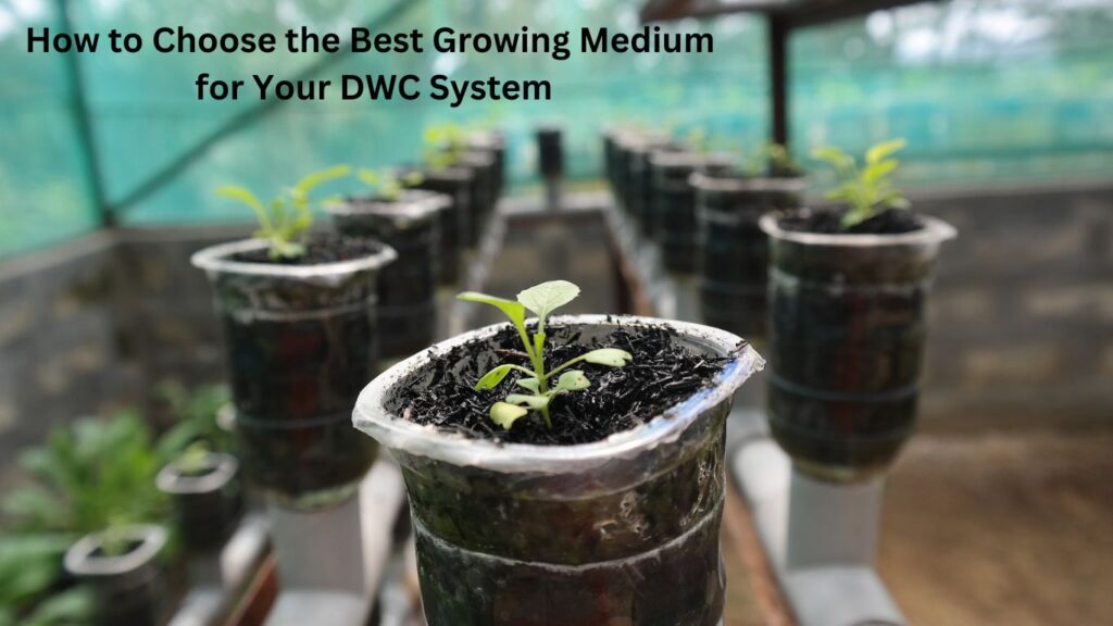 How to Choose the Best Growing Medium for Your DWC System 
