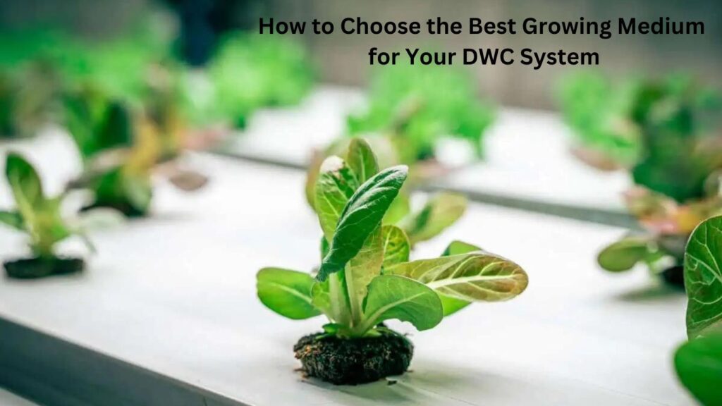 How to Choose the Best Growing Medium for Your DWC System 
