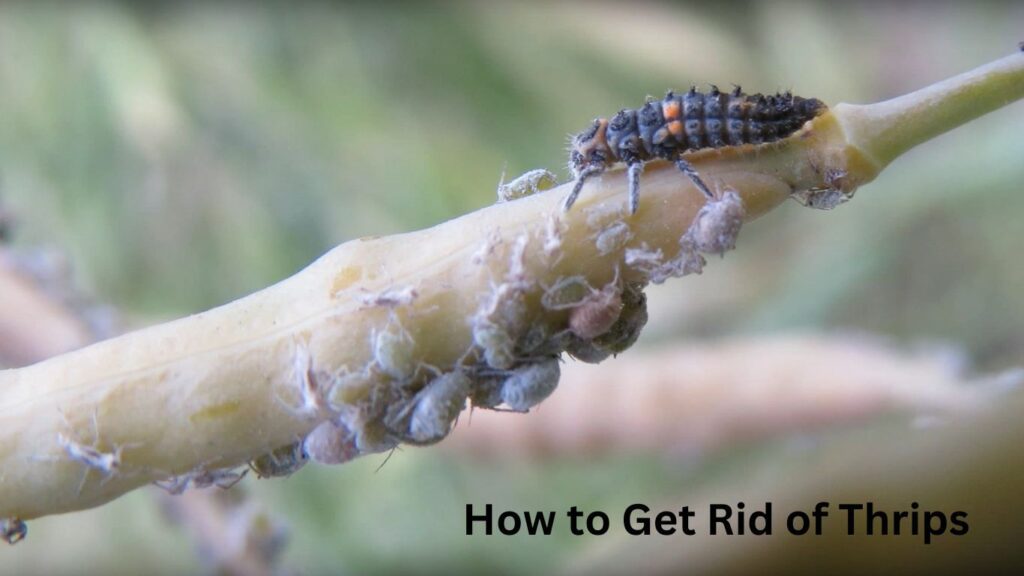 How to Get Rid of Thrips