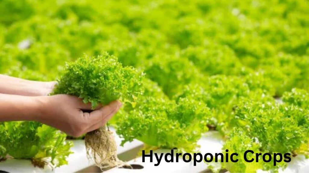 Hydroponic Crops