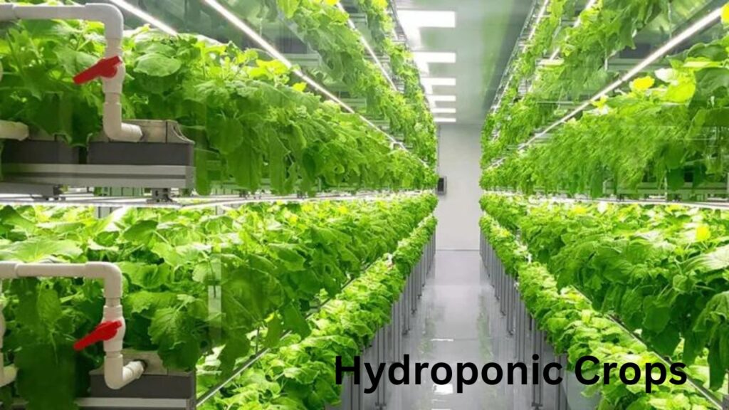 Hydroponic Crops