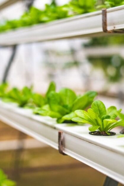 Hydroponics and Rockwool as a Growing Medium