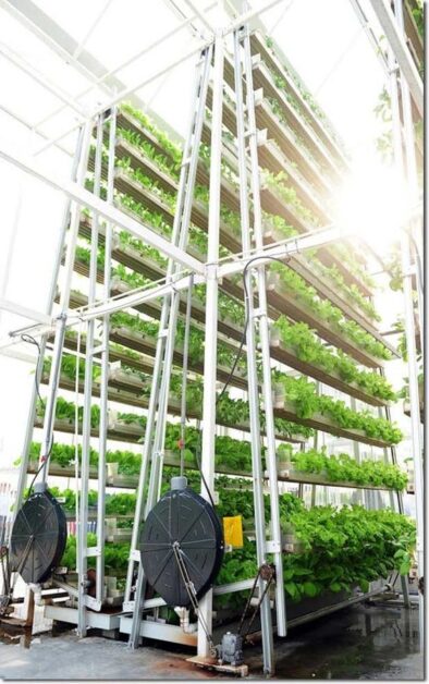 Sustainable Hydroponic