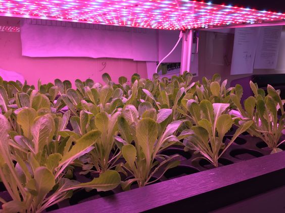 Lighting requirements for hydroponic basil cultivation