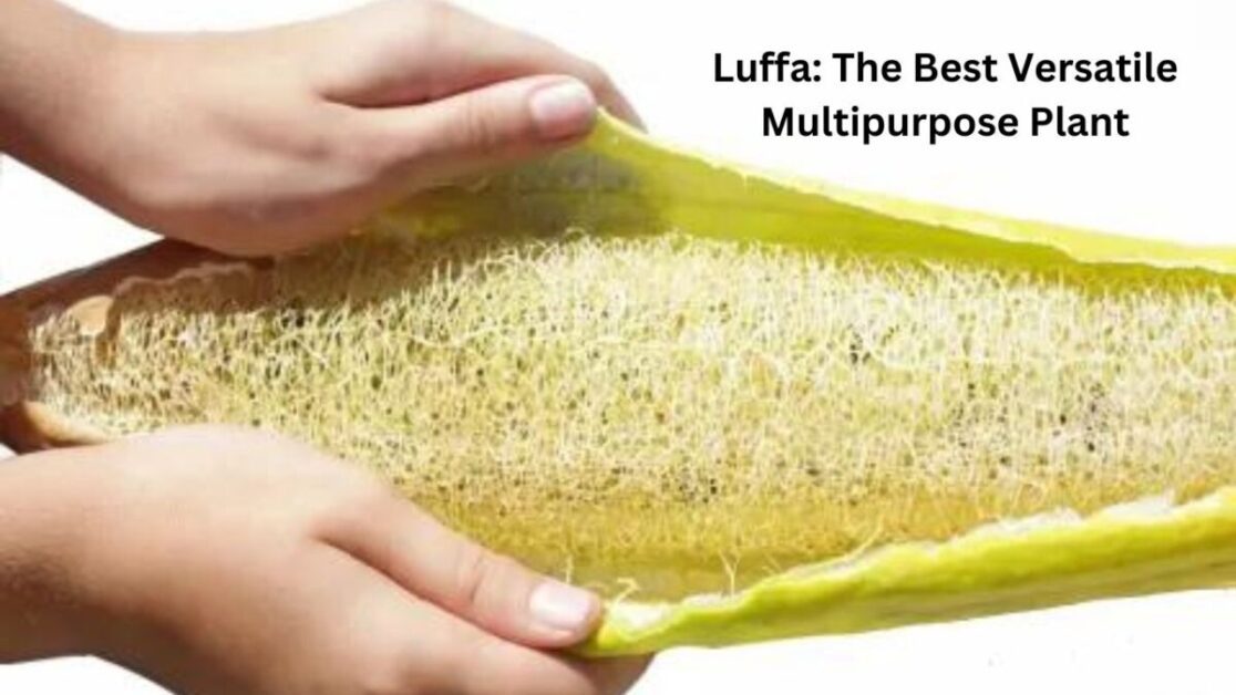 Luffa: The Best Versatile Multipurpose Plant
