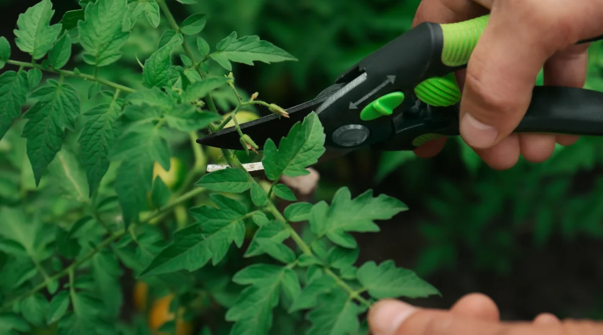 The Relationship Between Pruning and Tomato Plant Flowering