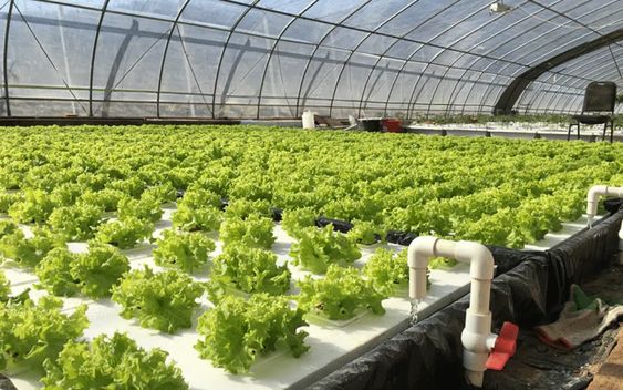 Monitoring and Adjusting pH Levels in the Hydroponic System