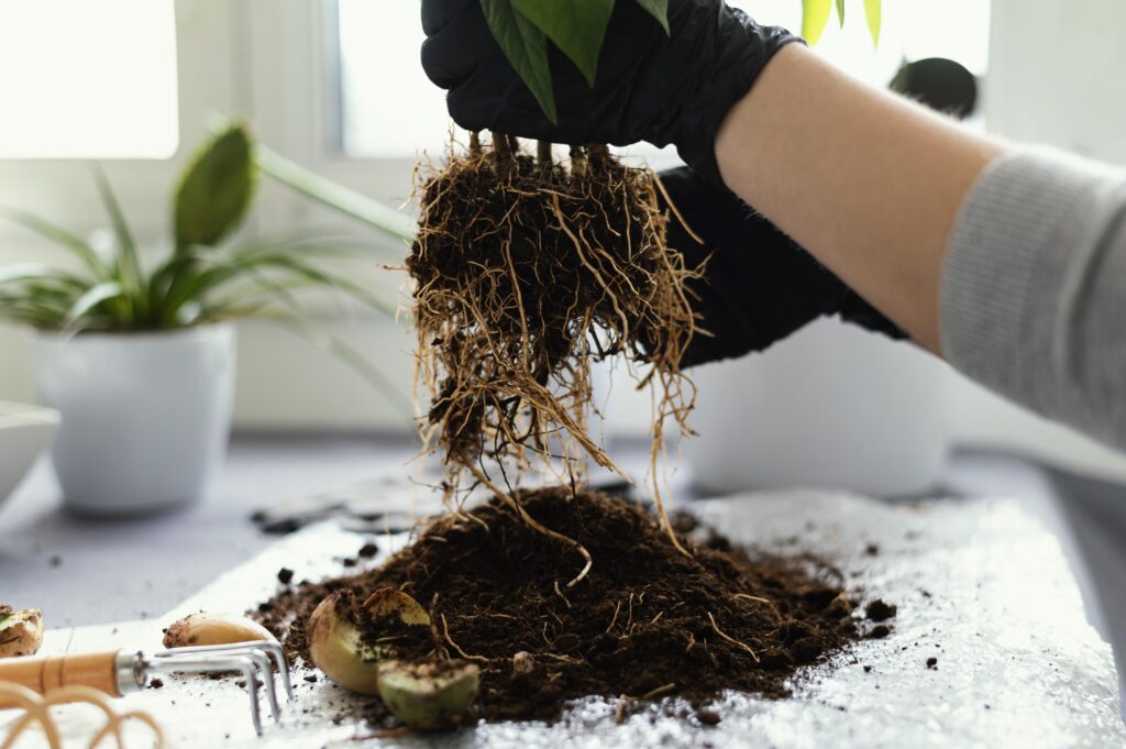 Net Pots Minimizing the Risk of Root Rot