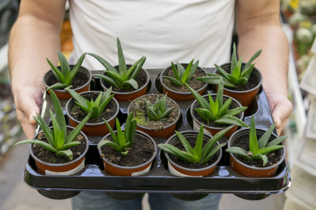 Net Pots Offering Versatility in Plant Growth