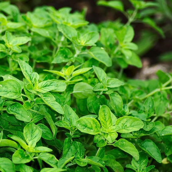 Nutrient Solutions for Healthy Oregano Growth