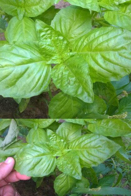 Nutrient solutions and pH levels for healthy basil plants