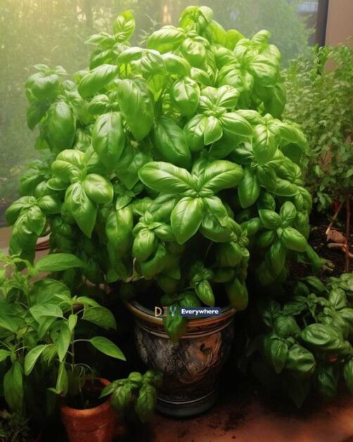 Optimizing temperature and humidity for basil growth