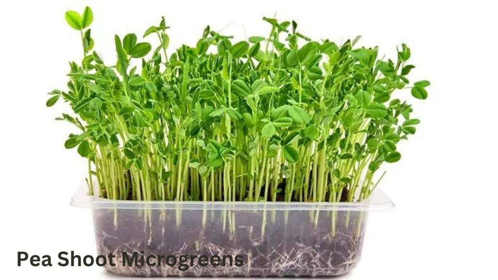 Pea Shoot Microgreens