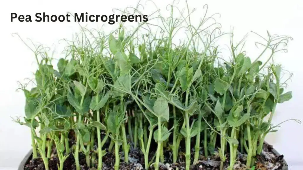 Pea Shoot Microgreens