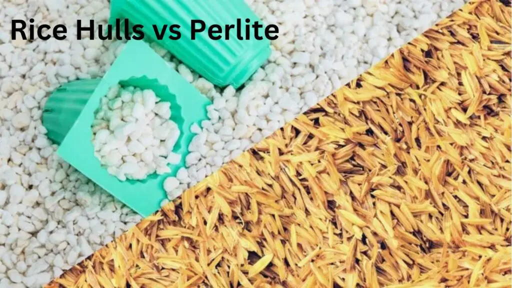 Rice Hulls vs Perlite