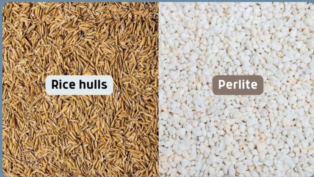 Rice Hulls vs Perlite