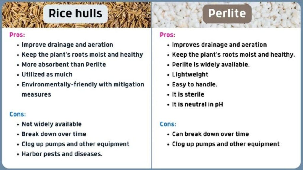 Rice Hulls vs Perlite