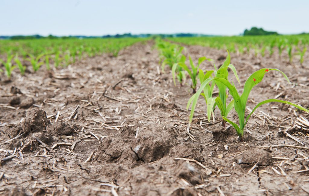 Soil for Corn Planting