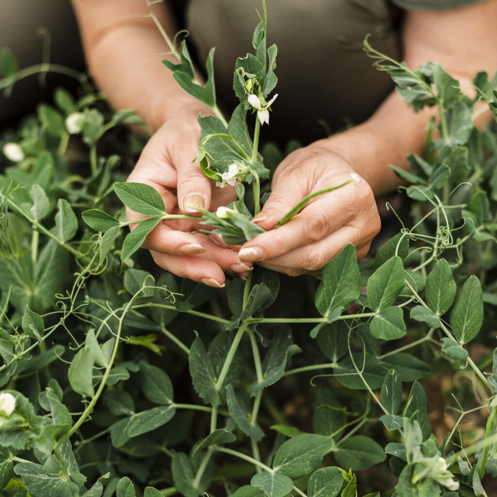 Sourcing High-Quality Oregano Cuttings for Propagation