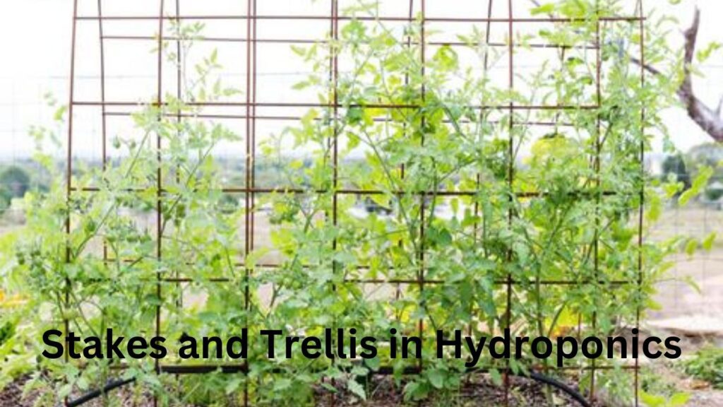 Stakes and Trellis in Hydroponics