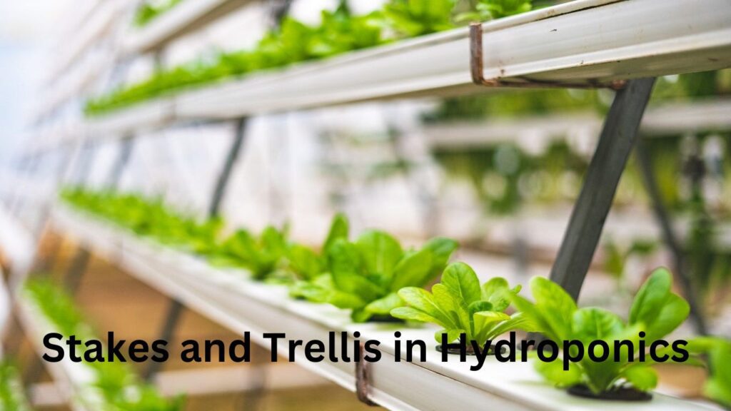 Stakes and Trellis in Hydroponics